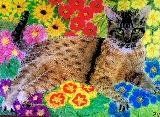 Macska a virágágyásban